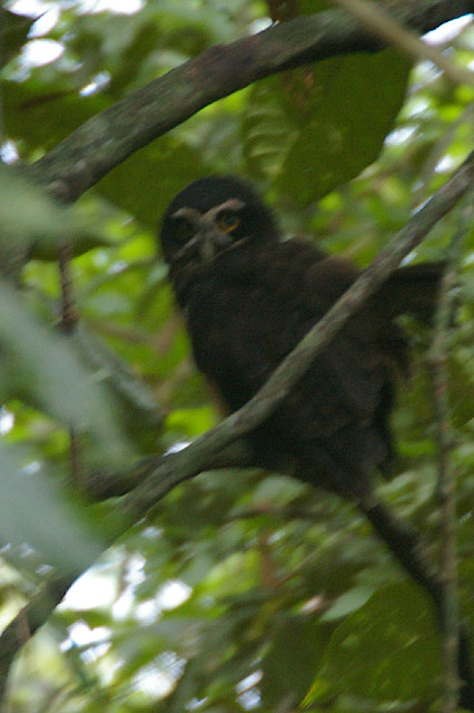 Spectacled Owl