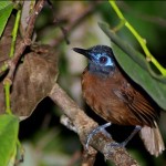 chestnut-backed-antbird