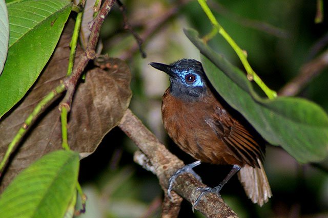 Chestnut Backed Antbird