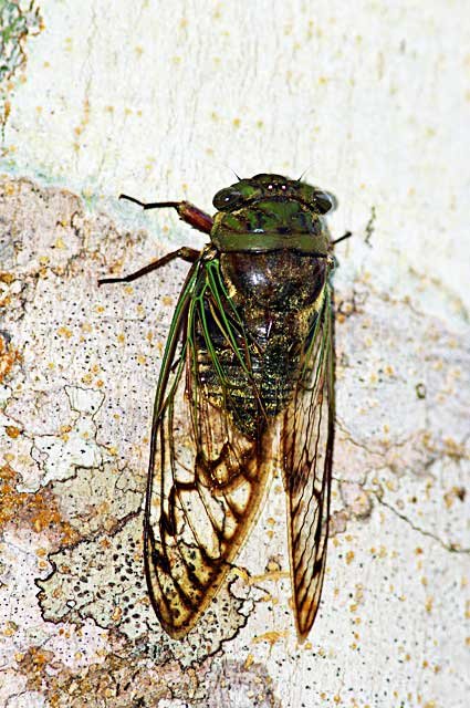 Cicada