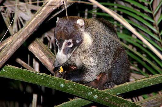 Coatis images taken along the Pipeline Road