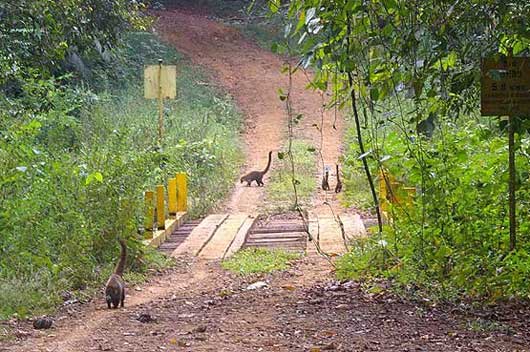 Coatis images taken along the Pipeline Road