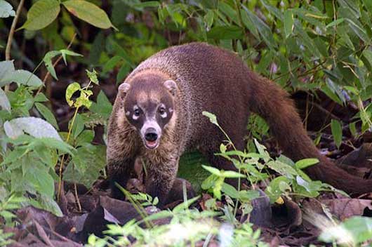 Coatis images taken along the Pipeline Road