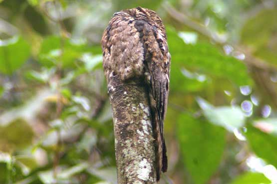 Common Potoo