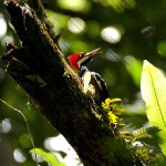 Lineated Woodpecker