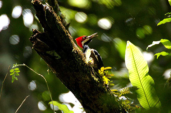 Lineated Woodpecker
