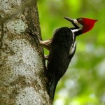 Lineated Woodpecker