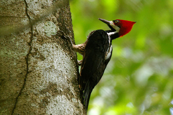 Lineated Woodpecker