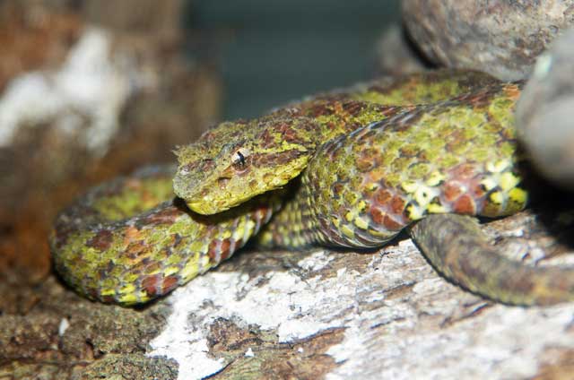 Eyelash Viper - Poisonous