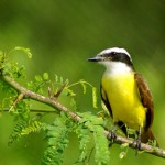 Great Kiskadee