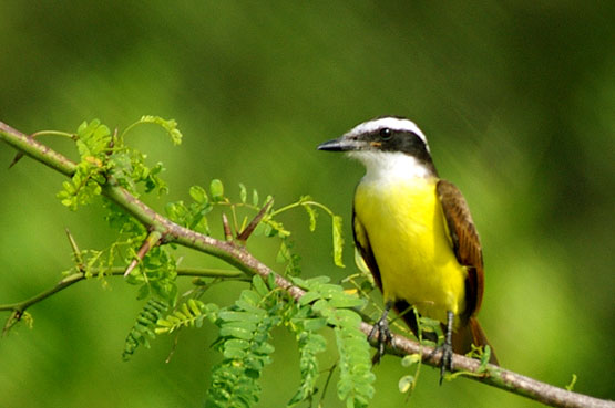 Great Kiskadee