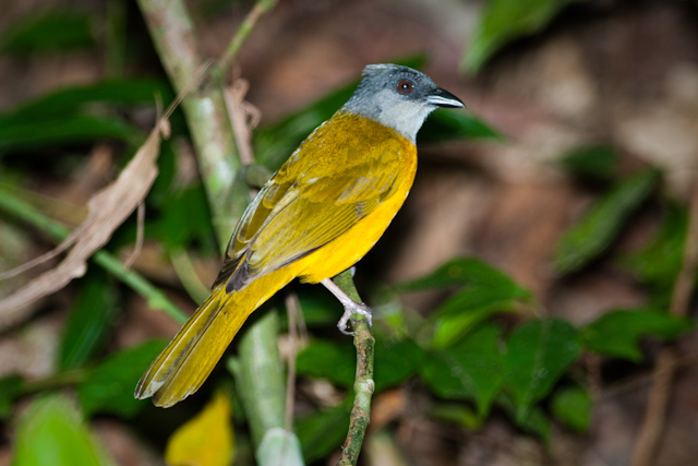 Grey Capped Flycatcher