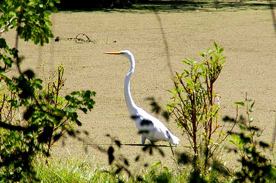 Great White Egret