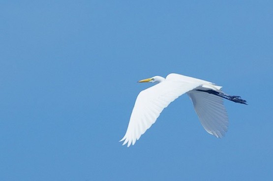 Great White Egret