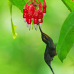 Green Hermit