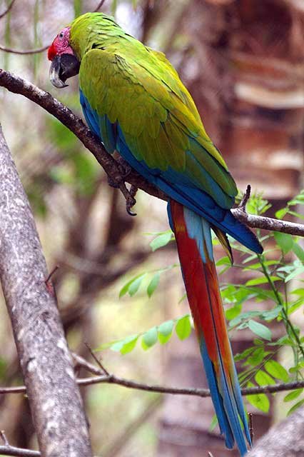 Green Macaw