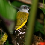 grey-capped-flycatcher