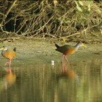 grey-necked-wood-rail