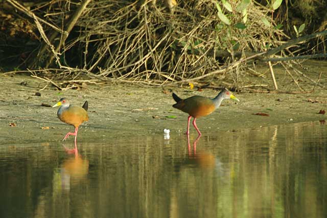 Grey Necked Wood Rail