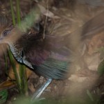 ground-cuckoo