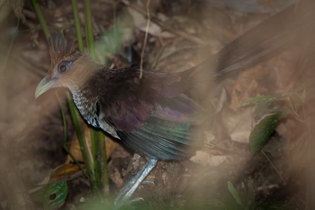 Rufous Vented Ground Cuckoo