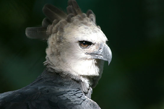 Harpy Eagle