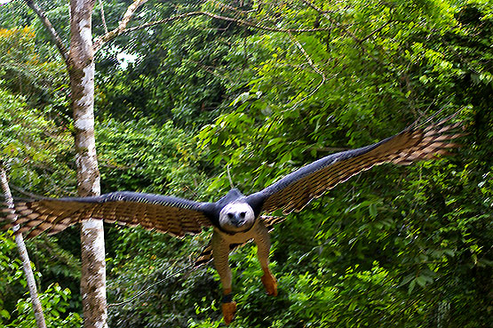 Harpy Eagle