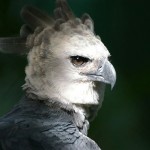 Harpy Eagle