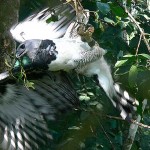 Harpy Eagle