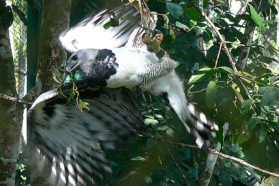 Harpy Eagle