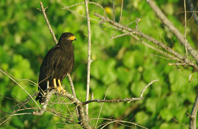 Black Hawk