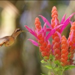 Stripe Throated Hermit