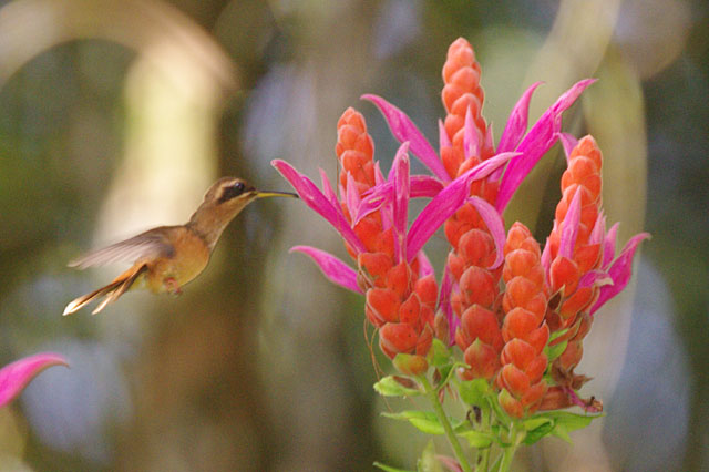 Stripe Throated Hermit