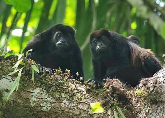 Howler Monkeys