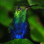 Violet Bellied Hummingbird