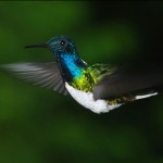 White Necked Jacobin