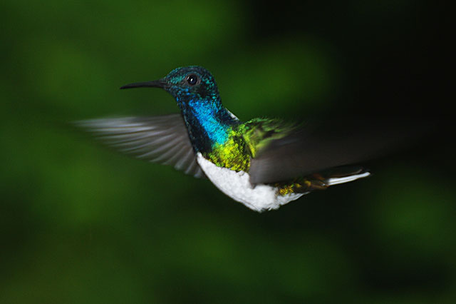 White Necked Jacobin