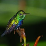 Blue Chested Hummingbird