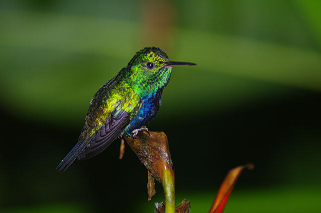 Violet Bellied Hummingbird