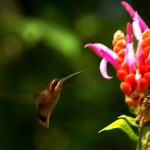 Stripe Throated Hermit