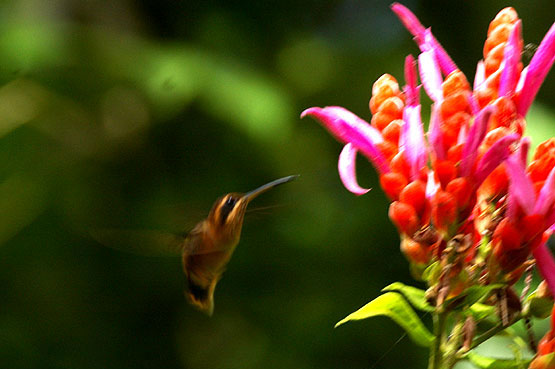 Stripe Throated Hermit