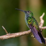 Blue Chested Hummingbird