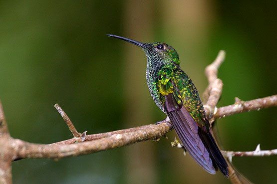 Blue Chested Hummingbird