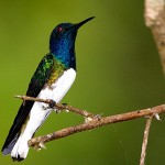 White Necked Jacobin