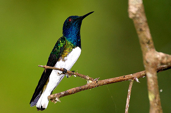 White Necked Jacobin