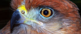 Birdwatching in Panama