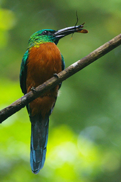 Great Jacamar