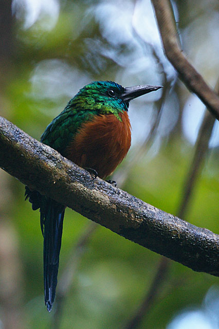 Great Jacamar