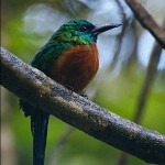 Great Jacamar