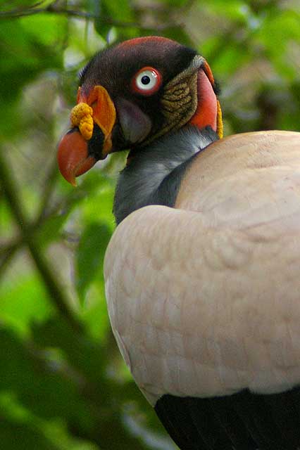 King Vulture